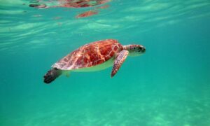 Tortugas 