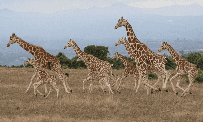 Los mejores Parques Naturales para hacer un Safari en Kenia