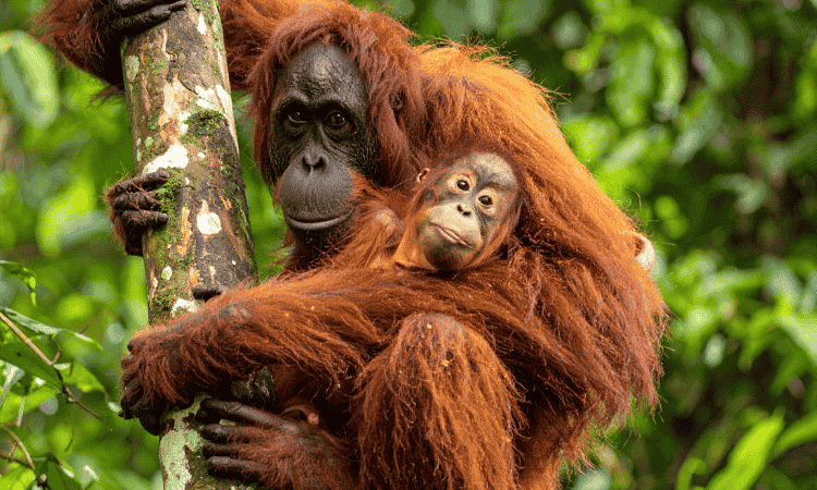 Lo mejor del Borneo Malayo: Junglas y Orangutanes
