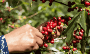 eje cafetero colombia