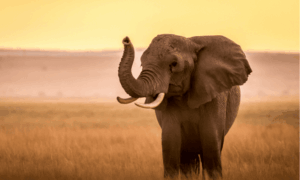 parque Nacional Amboseli