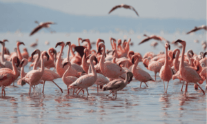 parque Nacional Lago Nakuru