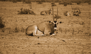 parque Nacional Samburu