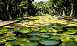 Pamplemousses islas mauricio