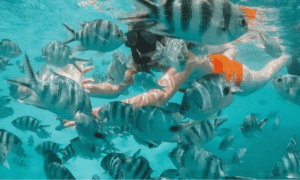 Snorkel en el Parque Marino de Blue Bay