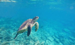 snorkel tortugas