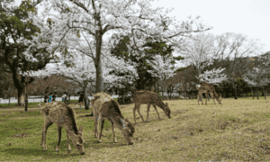 Nara
